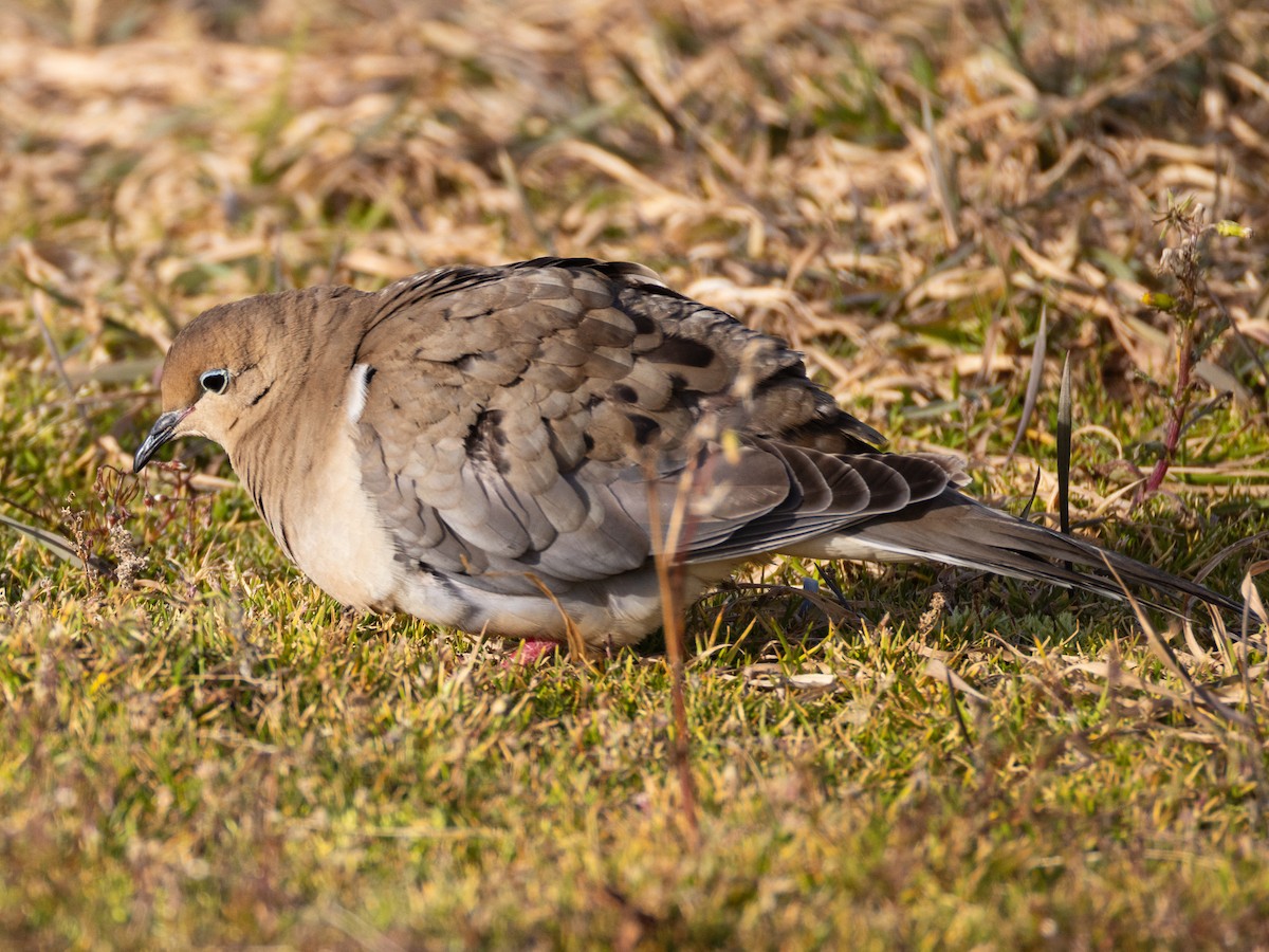 Mourning Dove - ML646291800