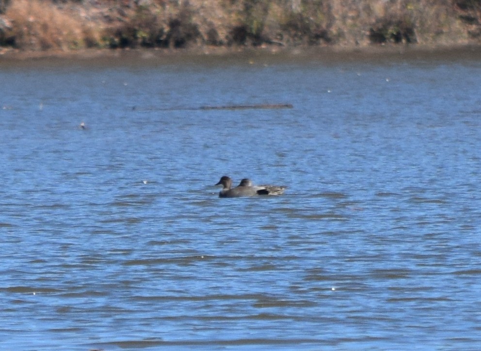 kopřivka obecná - ML646291802