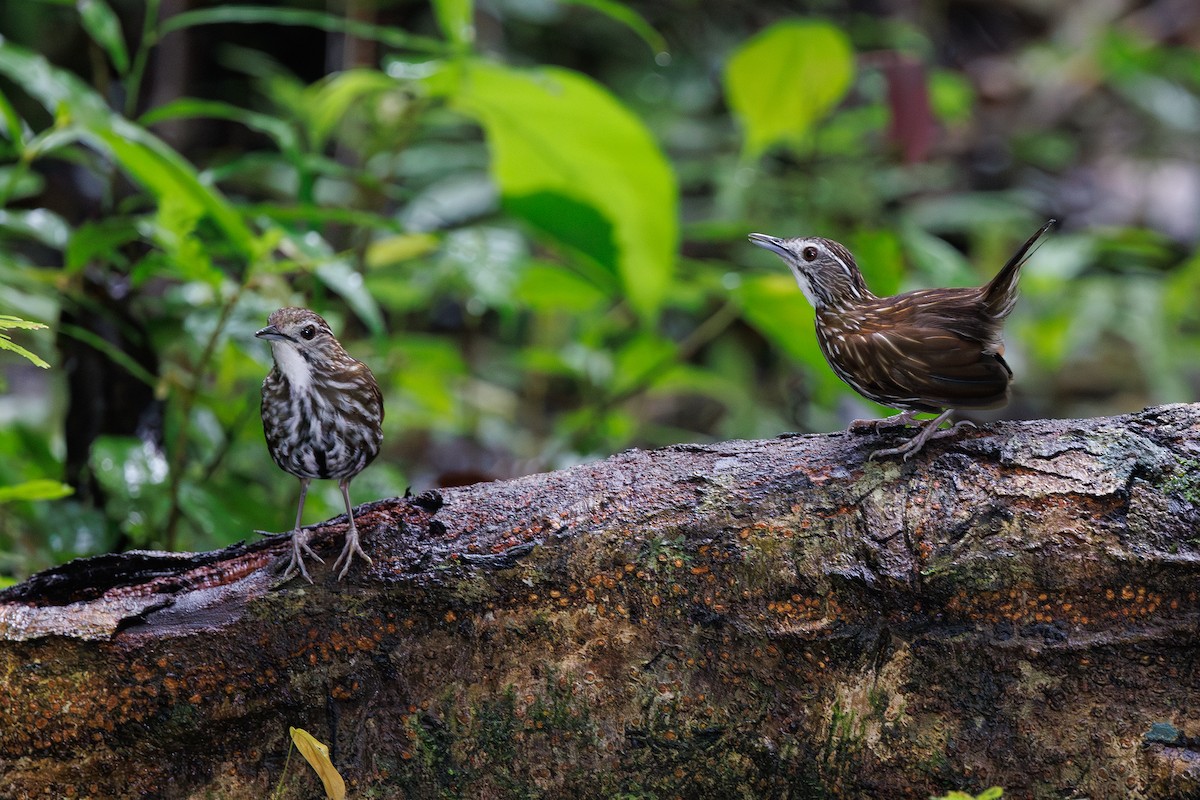Striated Wren-Babbler - ML646291804