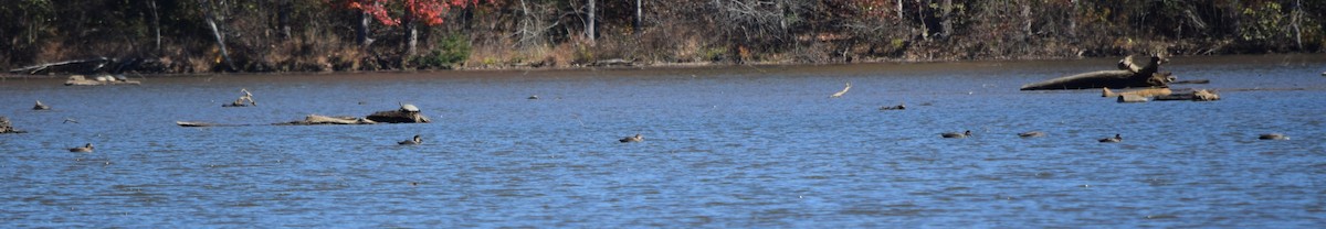 kopřivka obecná - ML646291806