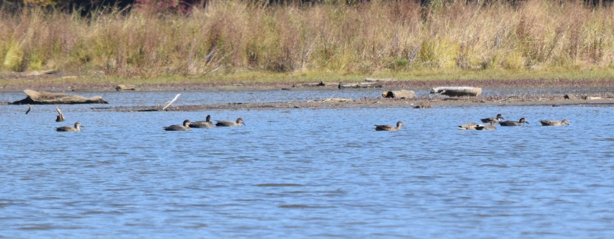 kopřivka obecná - ML646291810
