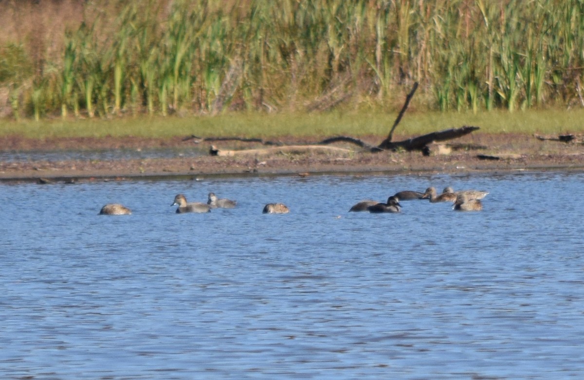 kopřivka obecná - ML646291815