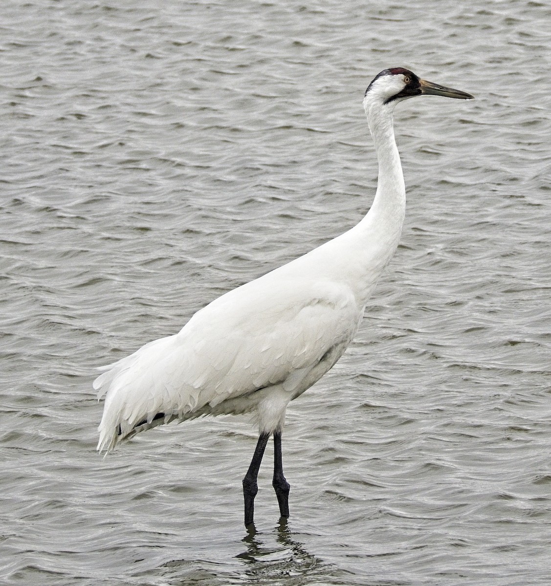 trompettrane - ML646291825