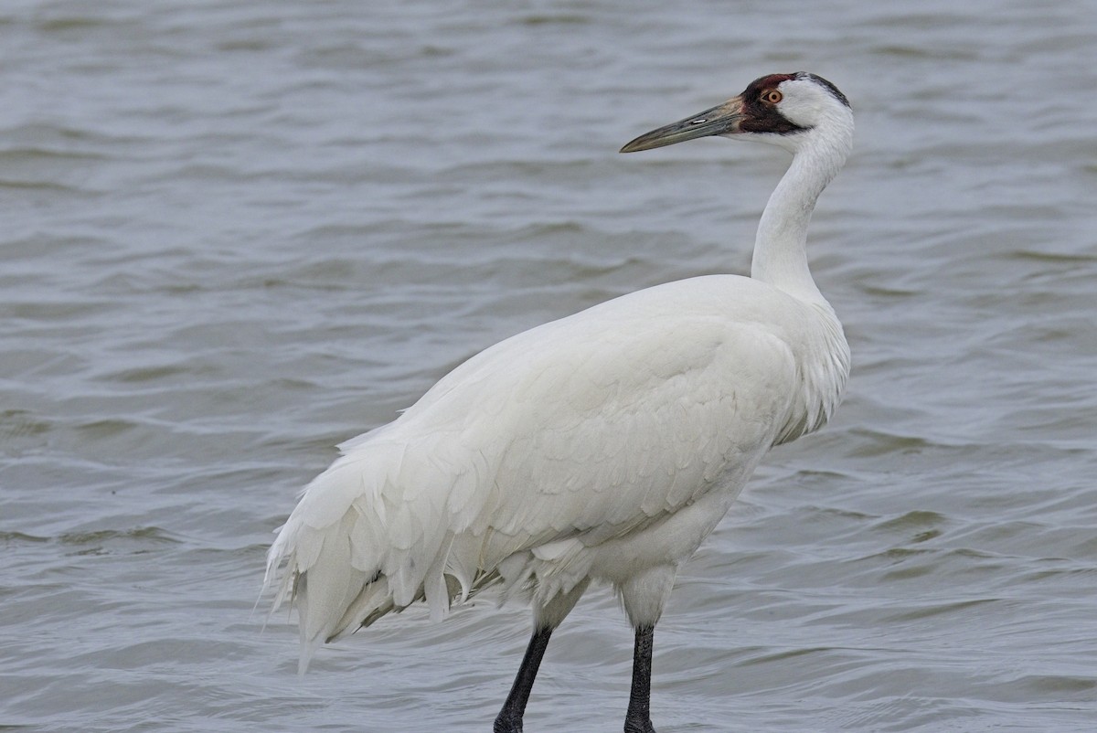 trompettrane - ML646291826