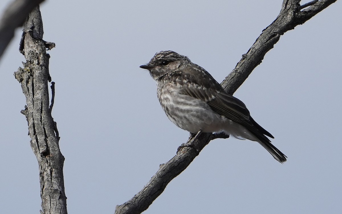 lejsčík šedohnědý - ML646291832