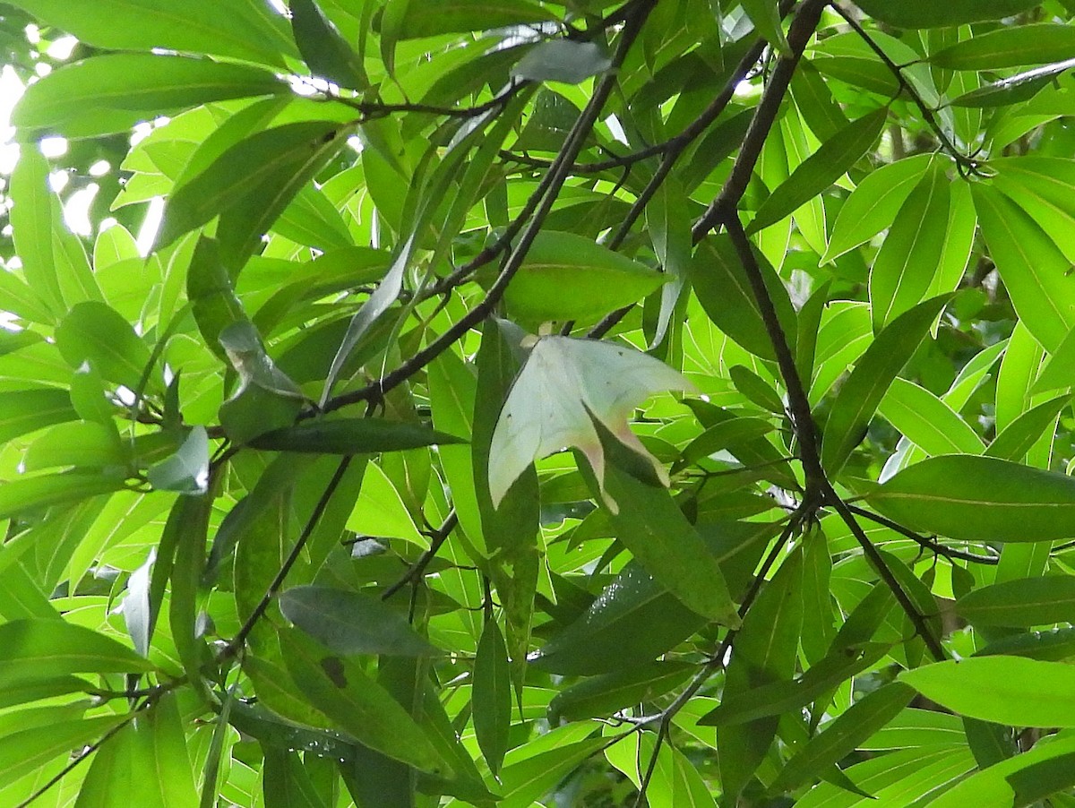 Chinese Moon Moth - ML646291839