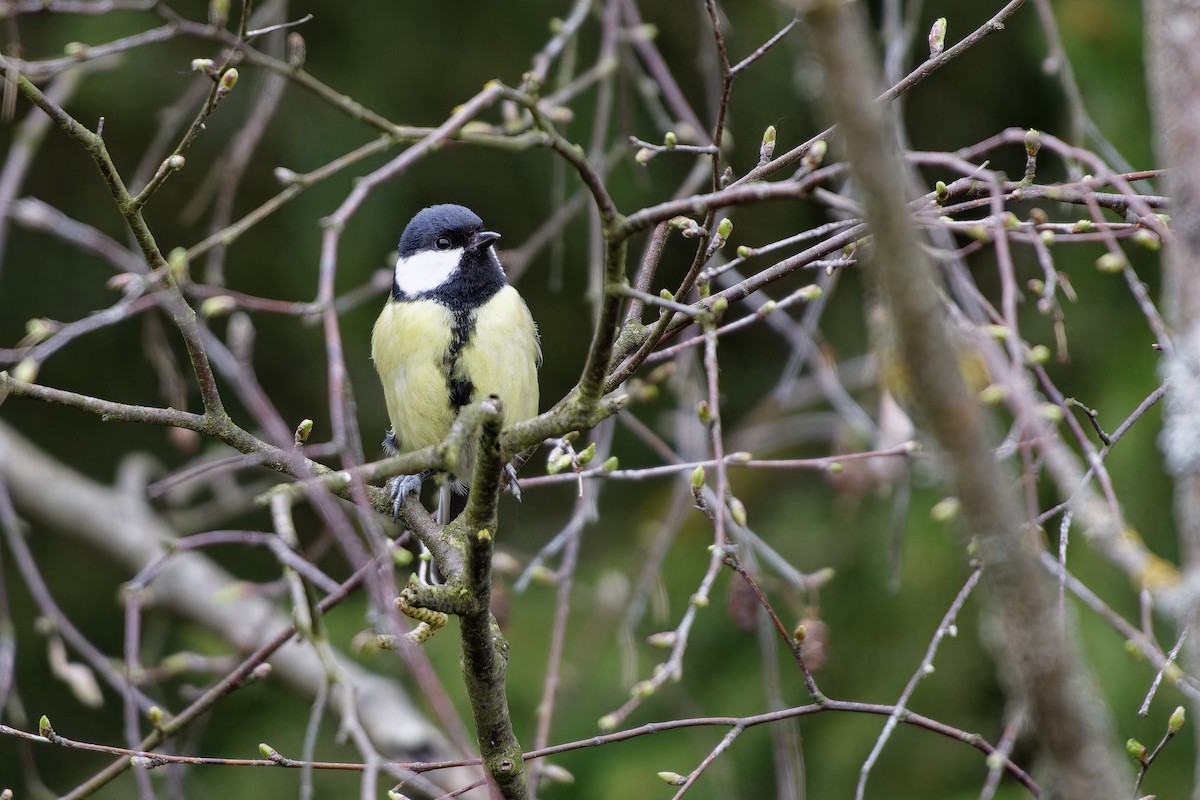 Great Tit - ML646291843
