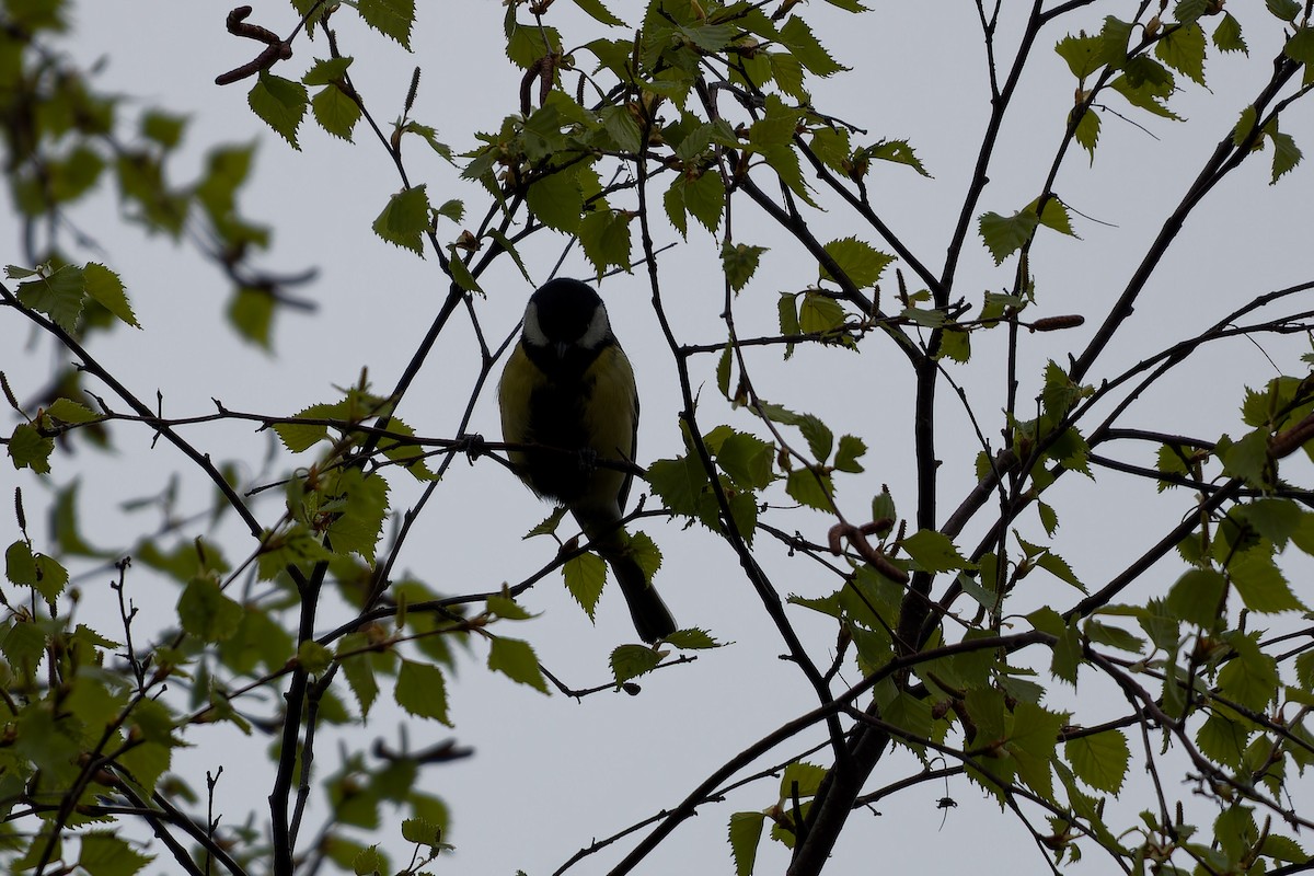 Great Tit - ML646291844