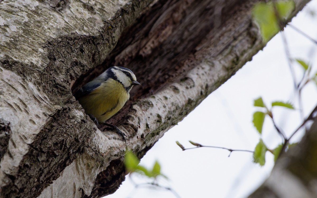 sýkora modřinka - ML646291845