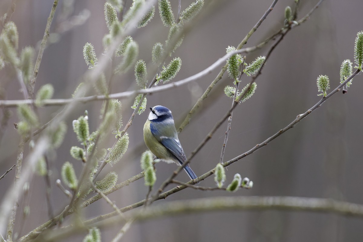 sýkora modřinka - ML646291846