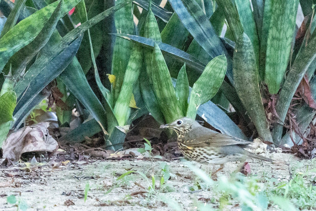 Grive musicienne - ML646291847