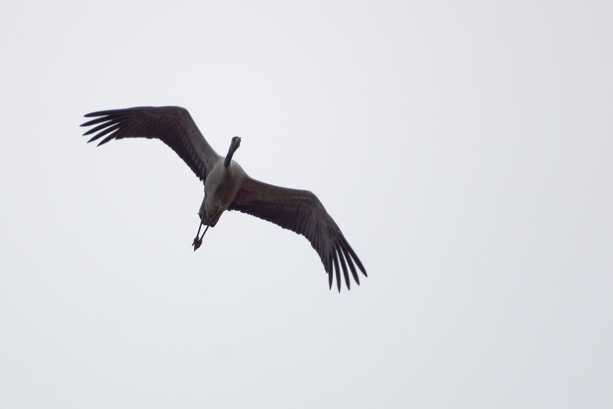 Common Crane - ML646291850