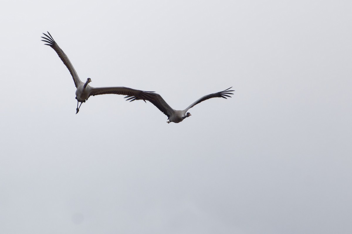 Common Crane - ML646291851