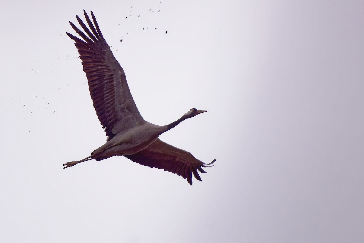 Common Crane - ML646291852