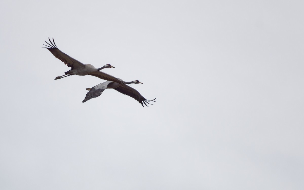 Common Crane - ML646291853