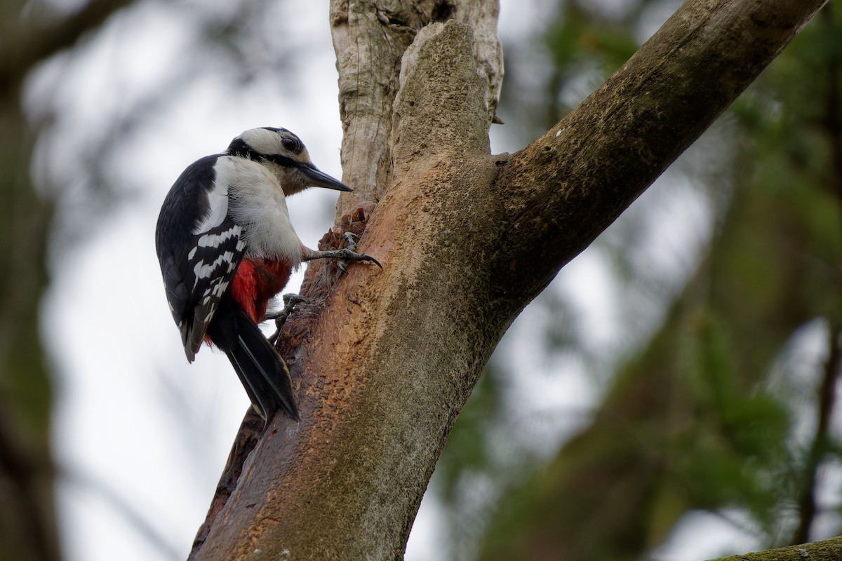 Pic épeiche - ML646291854