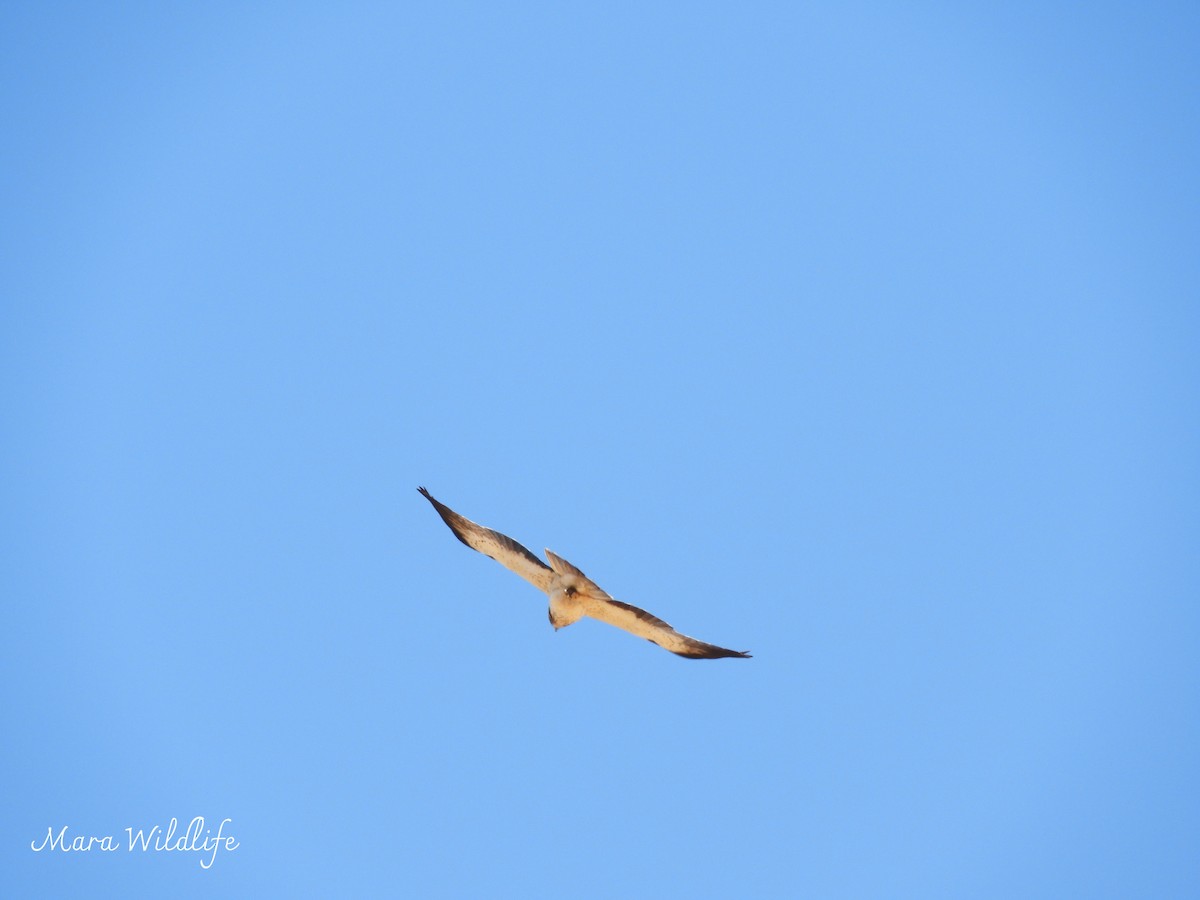 Aigle botté - ML646291855