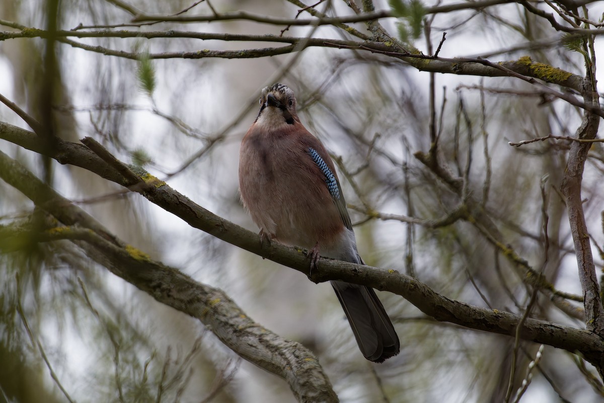 Geai des chênes - ML646291856