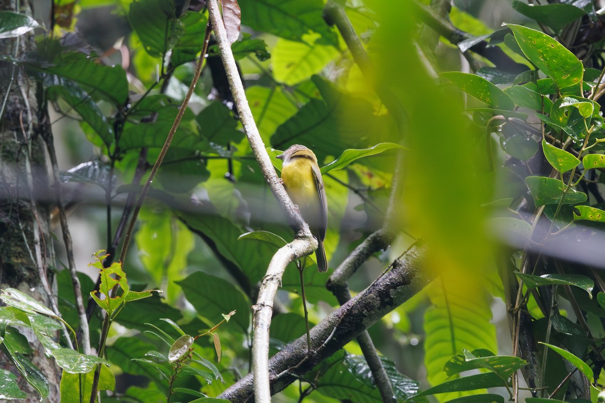 Siffleur des Philippines - ML646291857