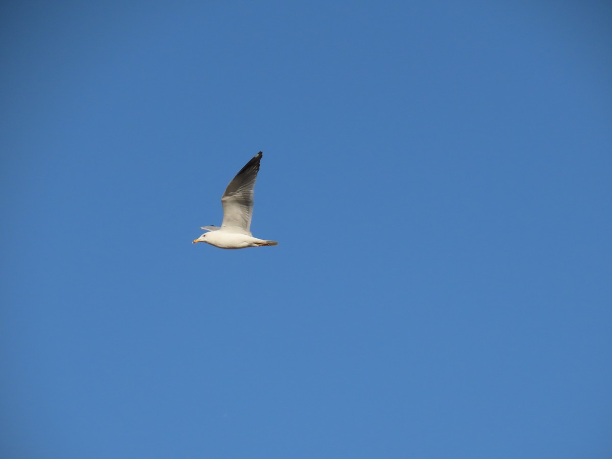 Goéland d'Arménie - ML646291861