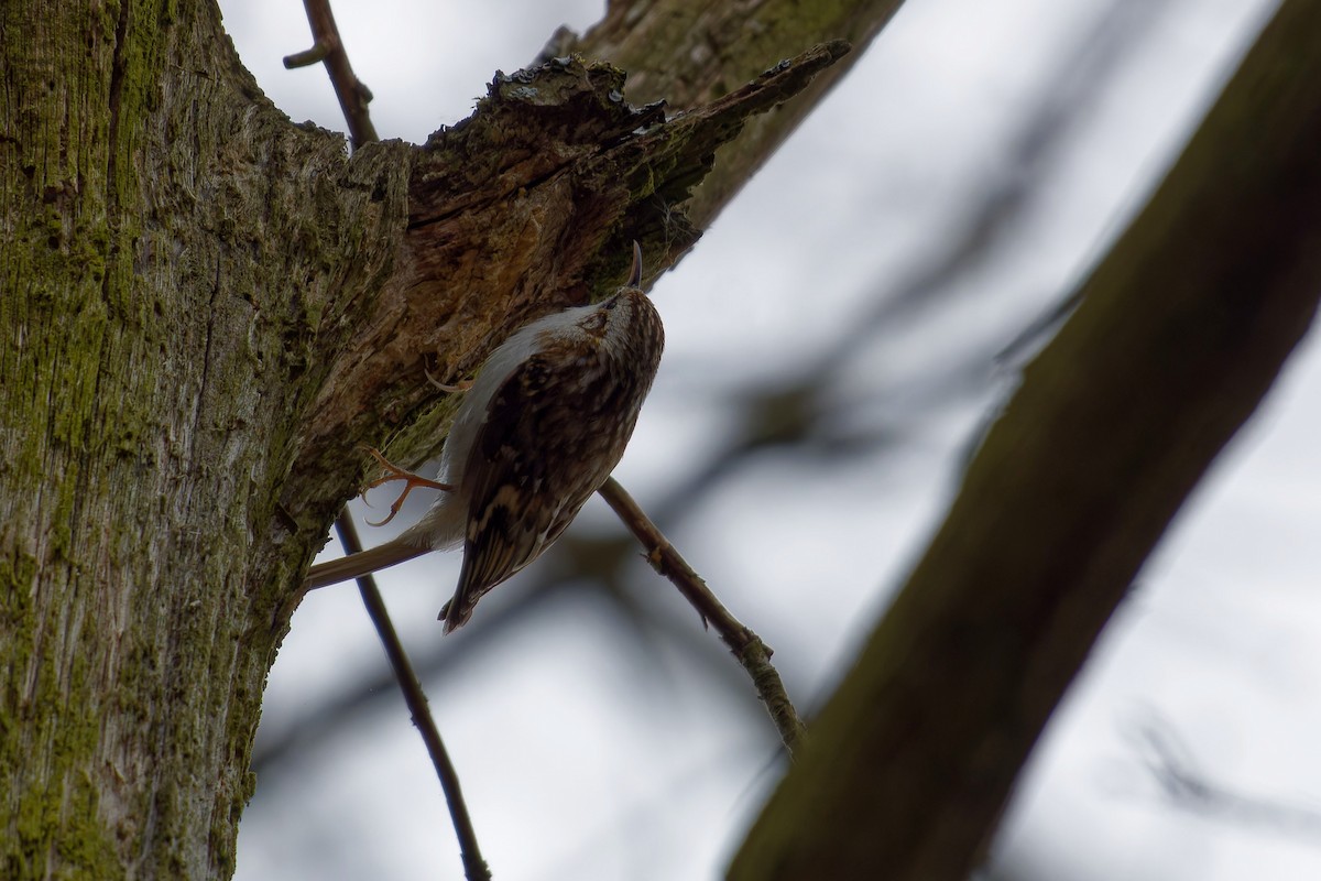 Grimpereau des bois - ML646291862