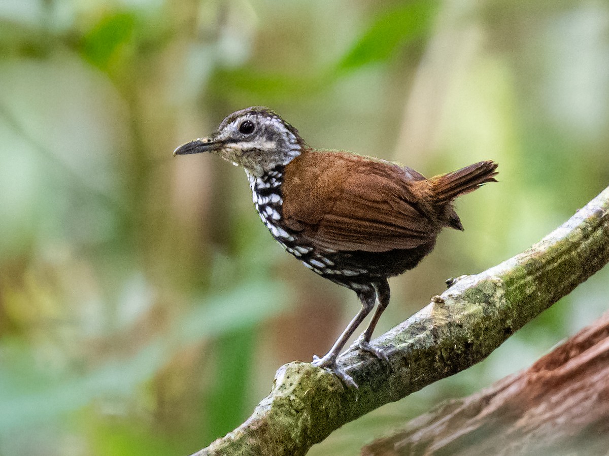 Turdinule de Bornéo - ML646291863