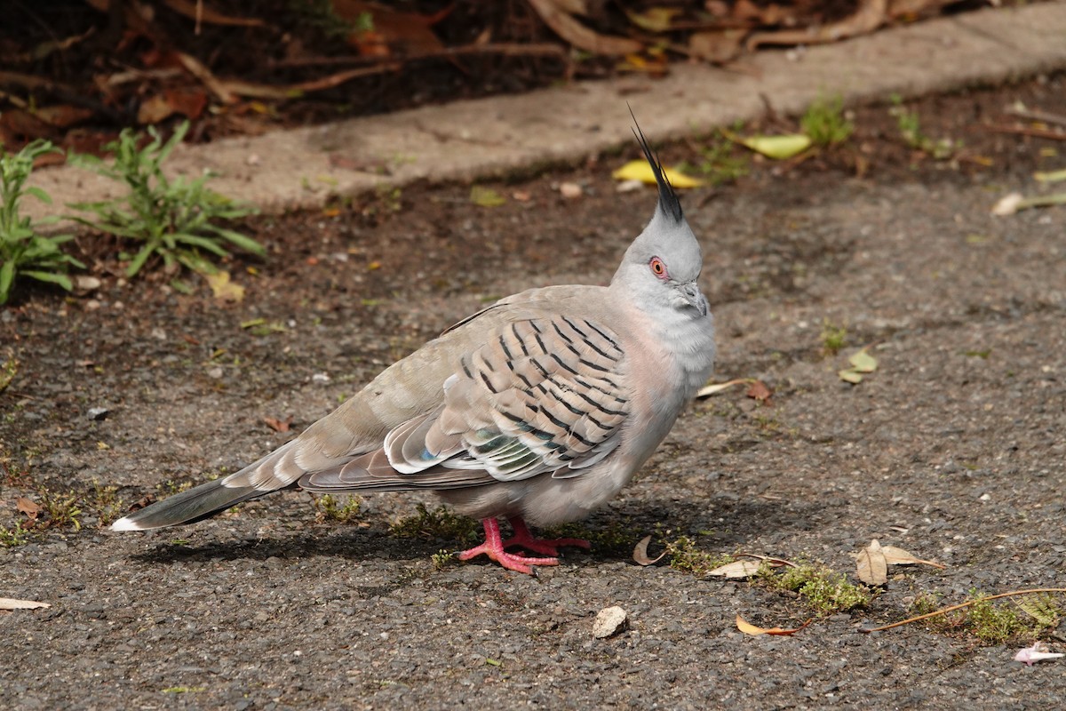 Colombine longup - ML646291864