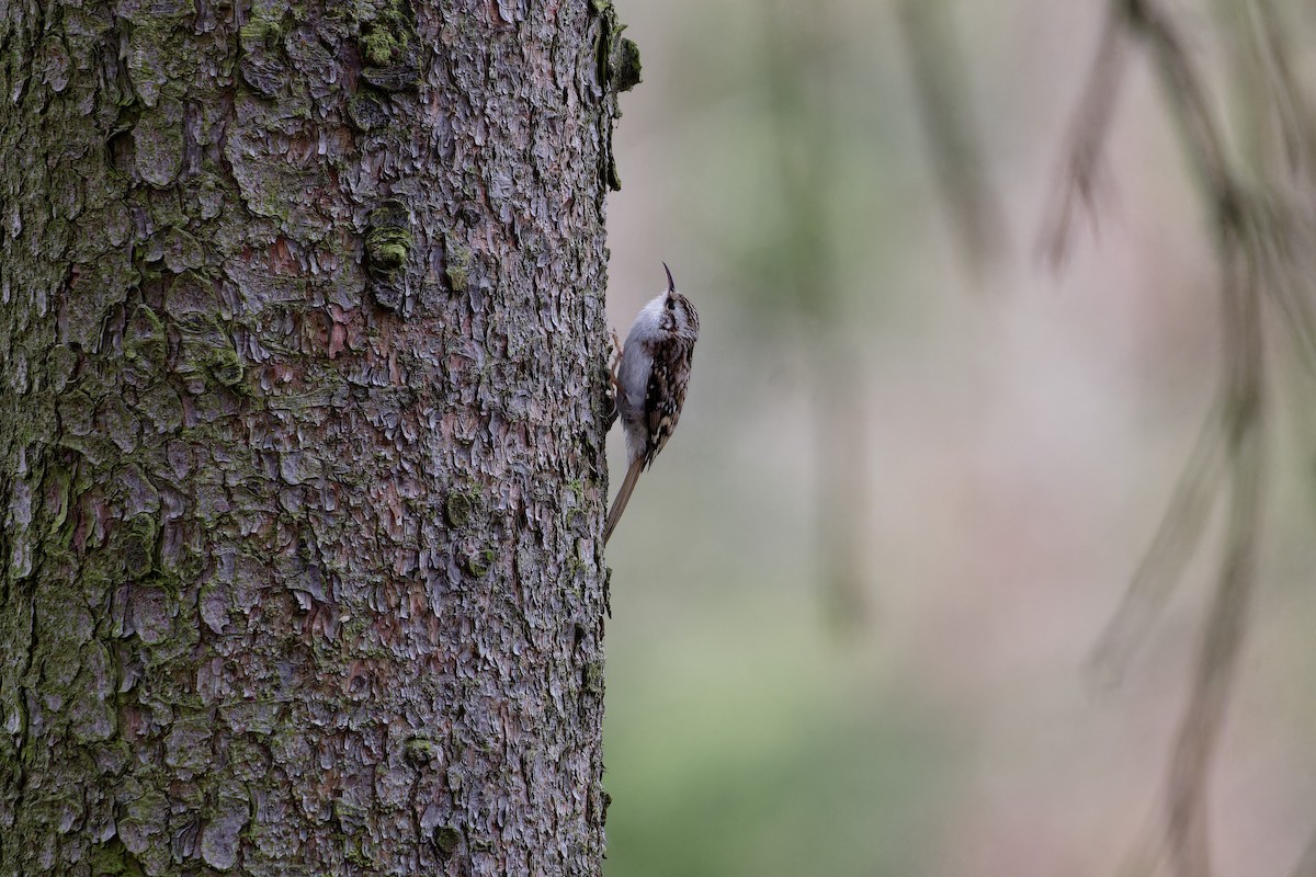 Grimpereau des bois - ML646291865