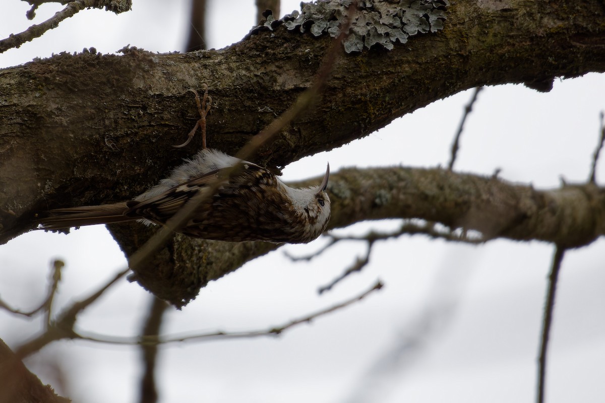 Grimpereau des bois - ML646291866