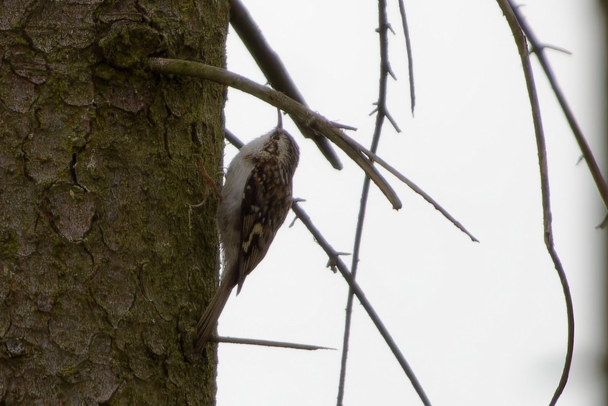 Grimpereau des bois - ML646291867