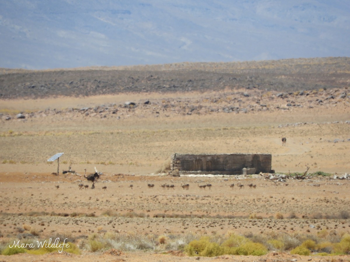 pštros dvouprstý - ML646291868