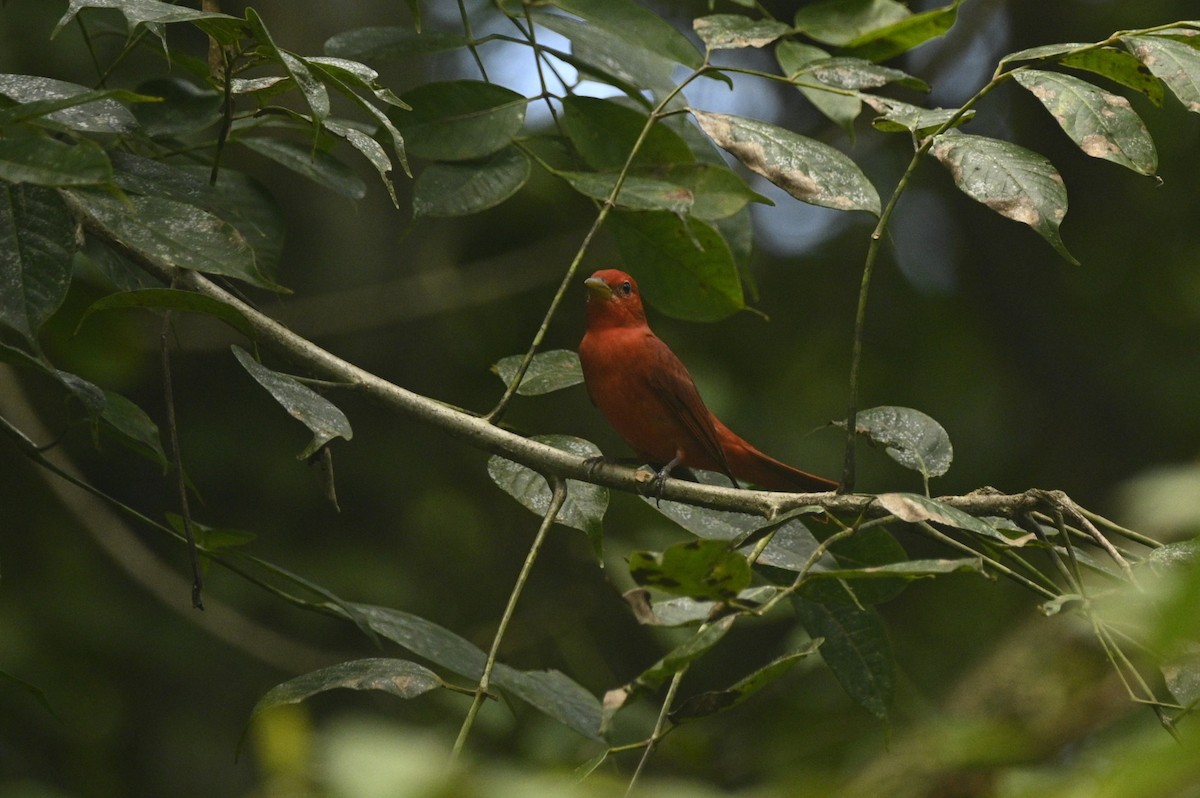 Piranga vermillon - ML646291870