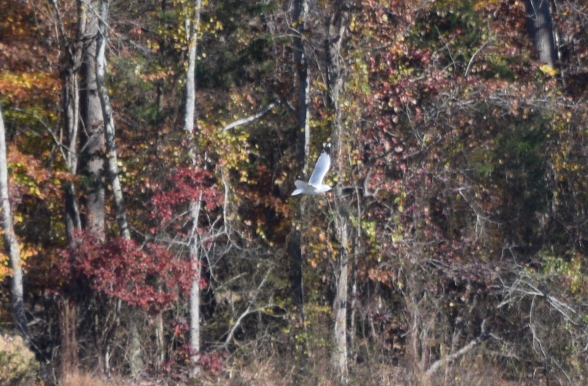 Goéland à bec cerclé - ML646291873