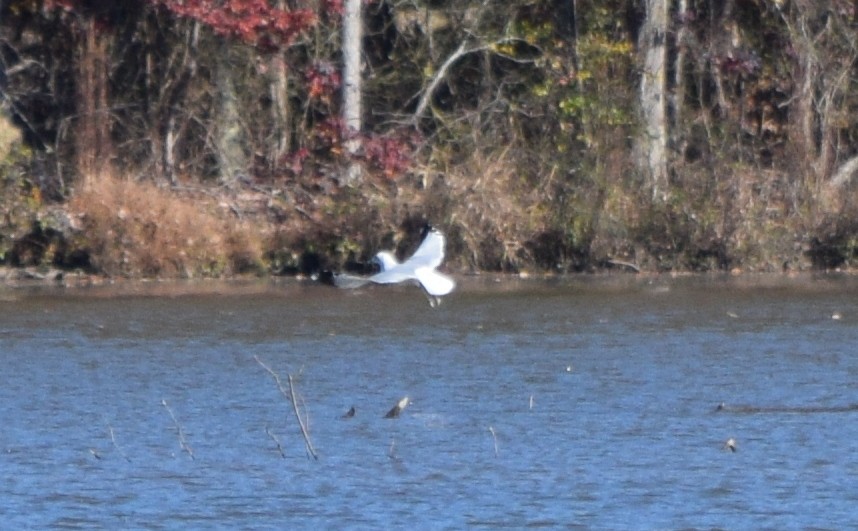 Goéland à bec cerclé - ML646291874