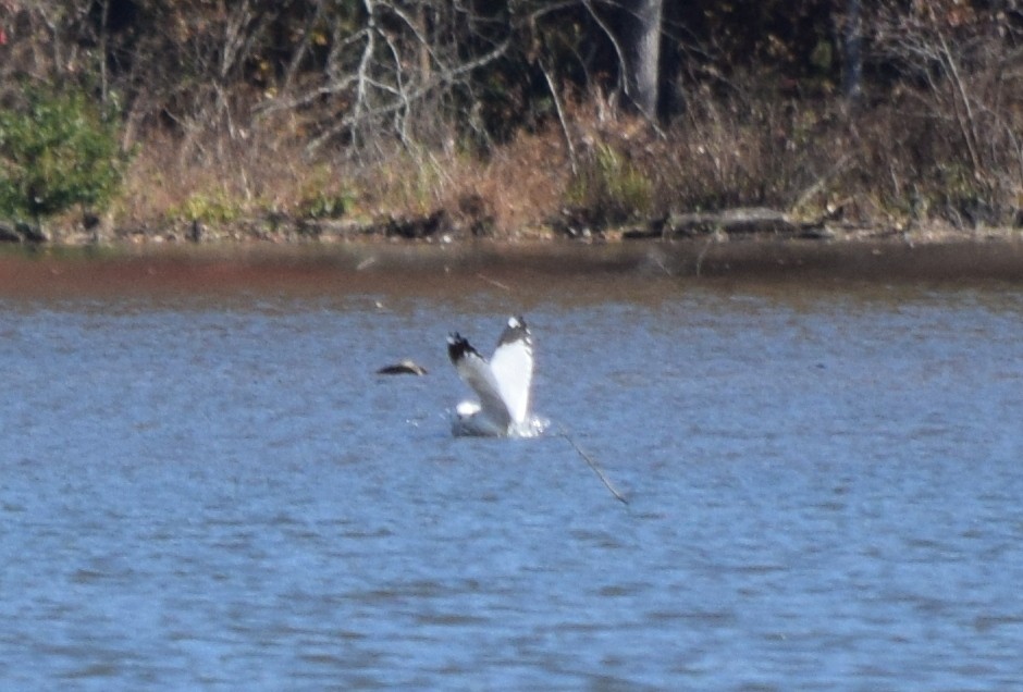 Goéland à bec cerclé - ML646291875