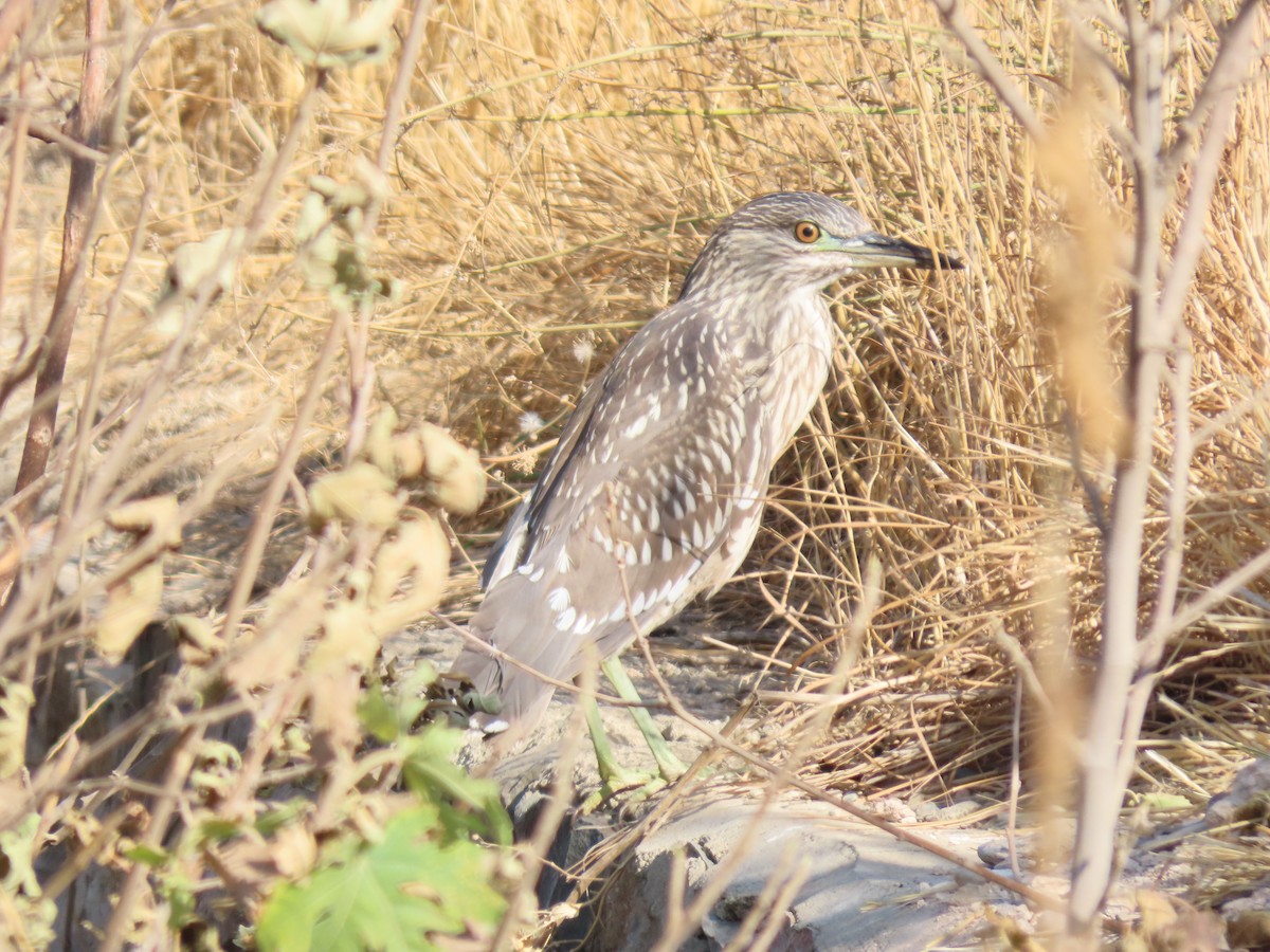 Black-crowned Night Heron - ML646291878