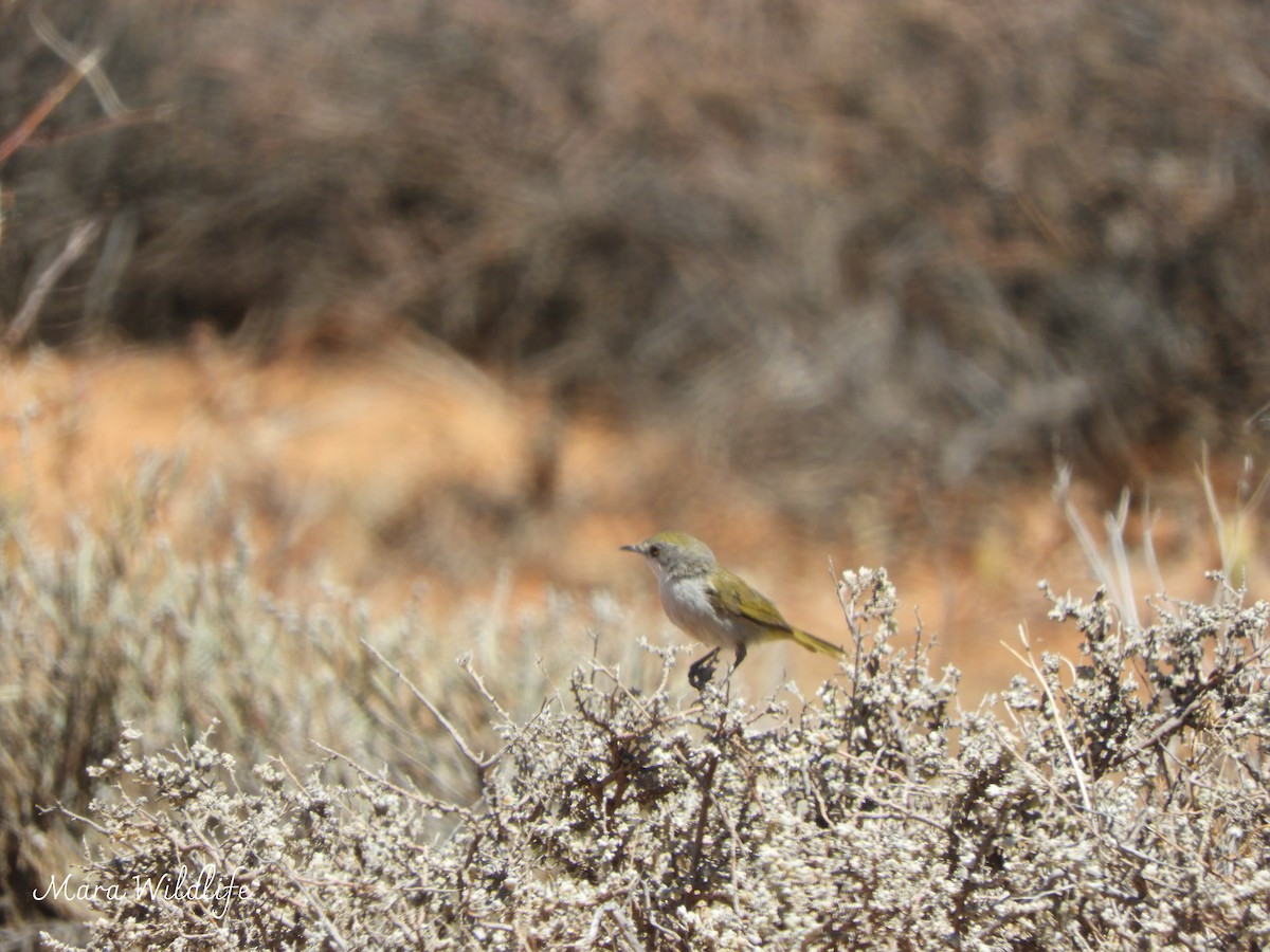 Érémomèle du Karoo - ML646291879