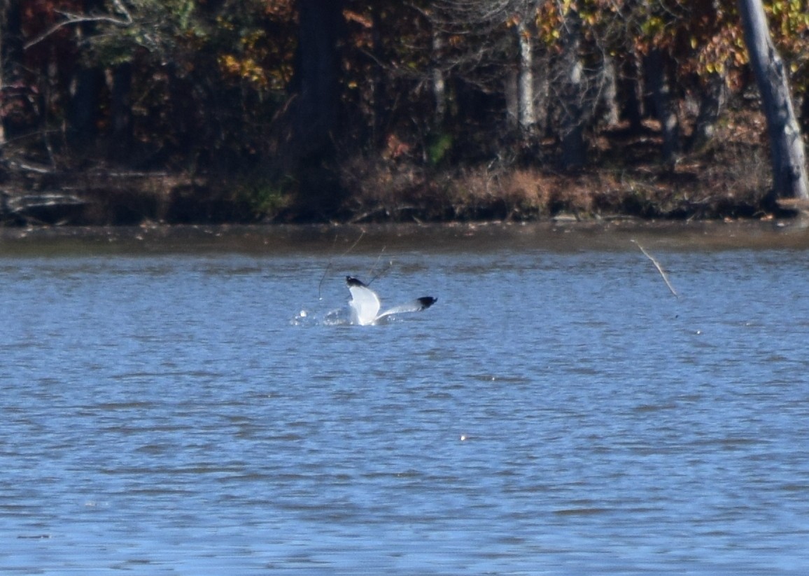 Goéland à bec cerclé - ML646291881