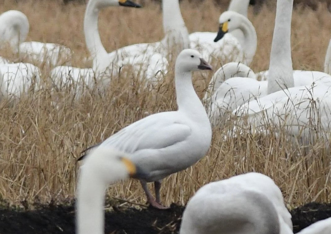 Oie des neiges - ML646291882