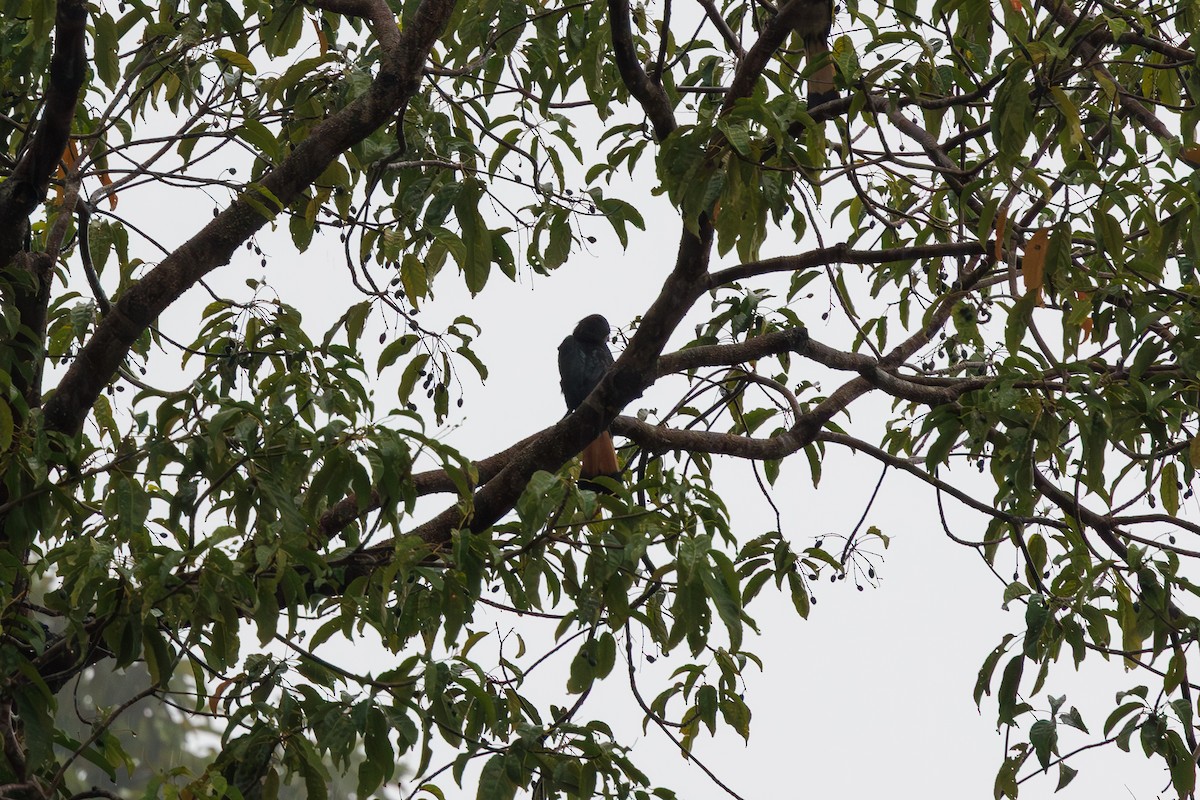 Calao de Samar - ML646291883