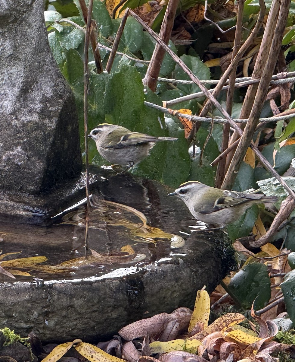 Roitelet à couronne dorée - ML646291884