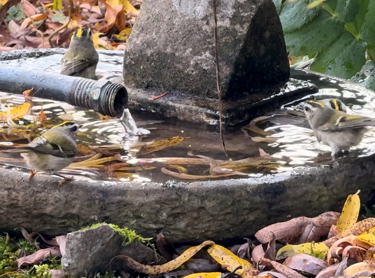 Roitelet à couronne dorée - ML646291885