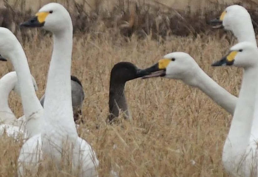 Oie de la toundra - ML646291886