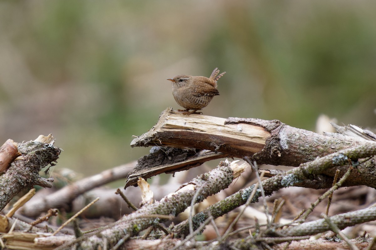Troglodyte mignon - ML646291887