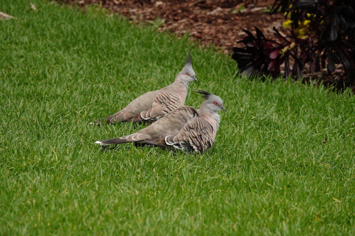 Colombine longup - ML646291888