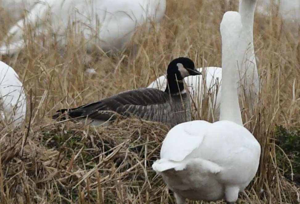Bernache de Hutchins - ML646291889