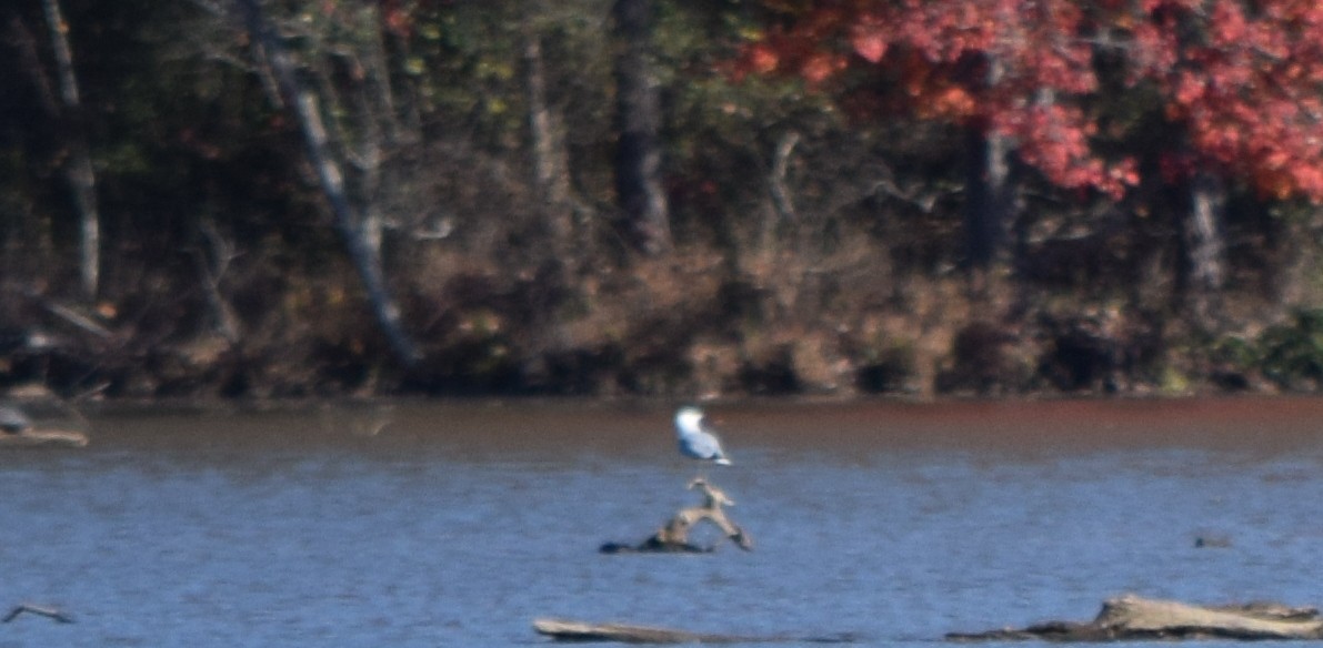 Goéland à bec cerclé - ML646291890