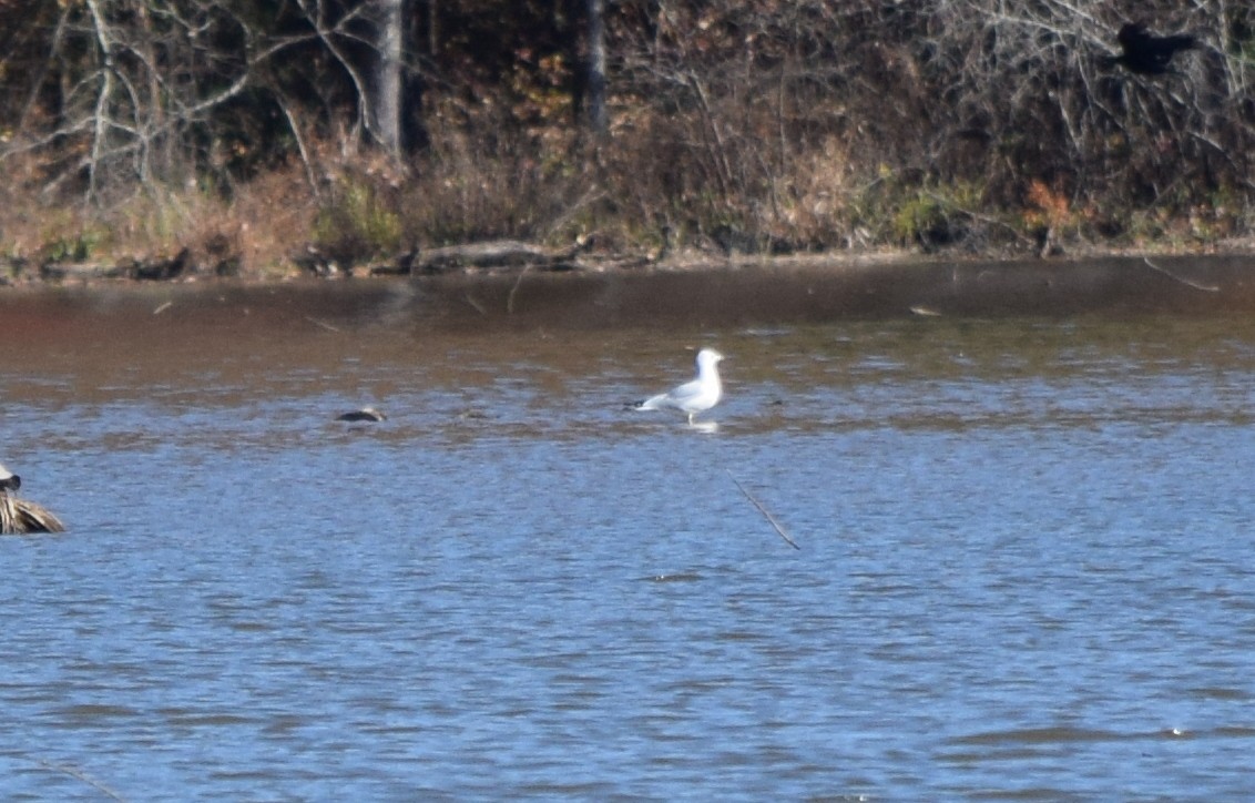 Goéland à bec cerclé - ML646291891