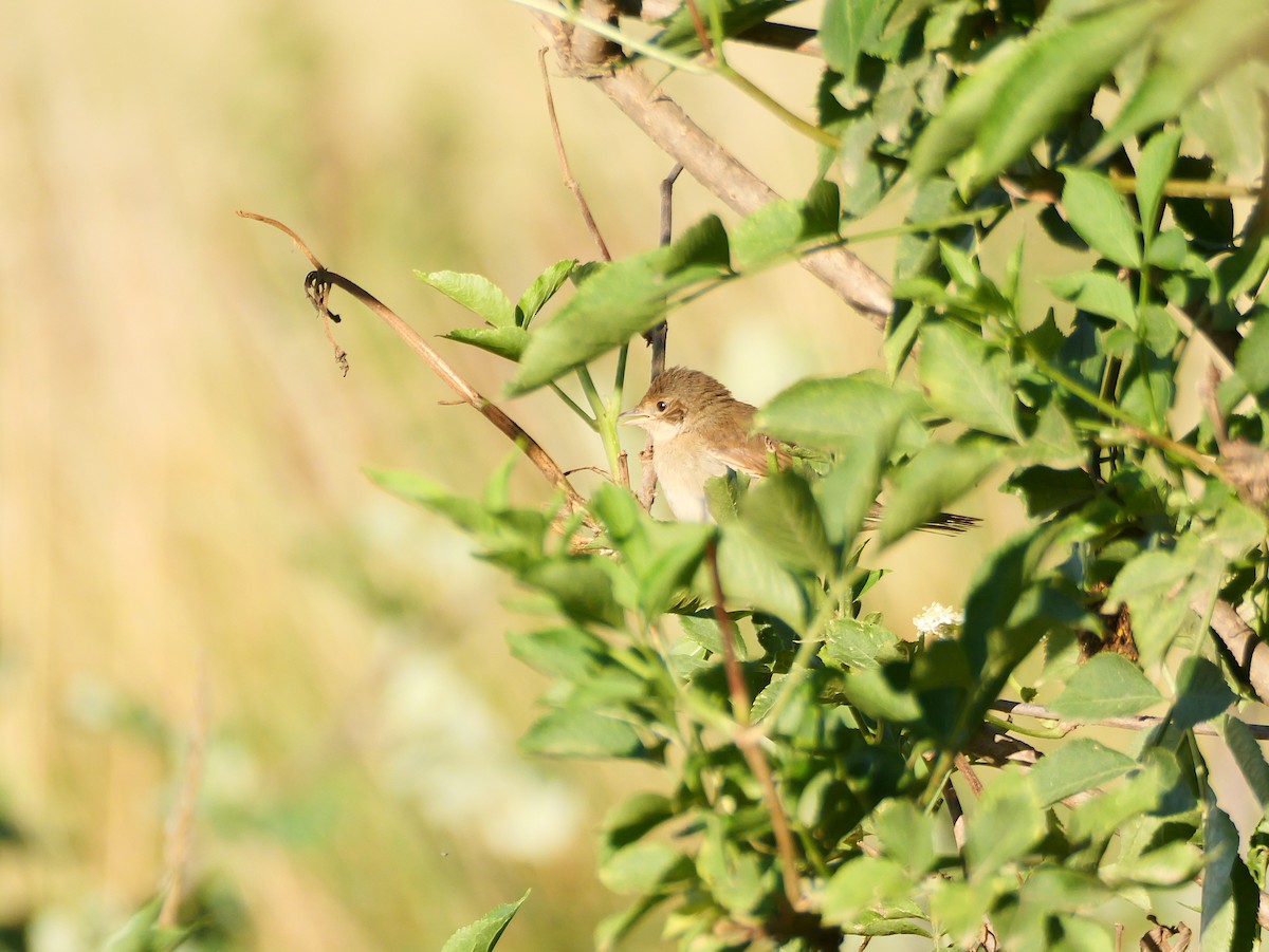 Fauvette grisette - ML646291892