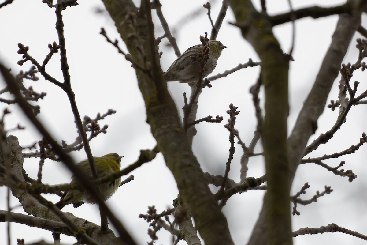 Eurasian Siskin - ML646291894